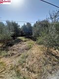 TERRENO CON ANNESSO CAPANNA