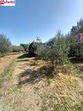 TERRENO CON ANNESSO CAPANNA